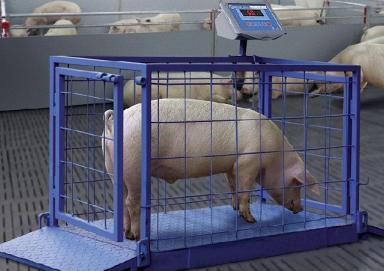 Scales for weighing animals